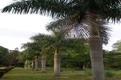 Roystonea regia